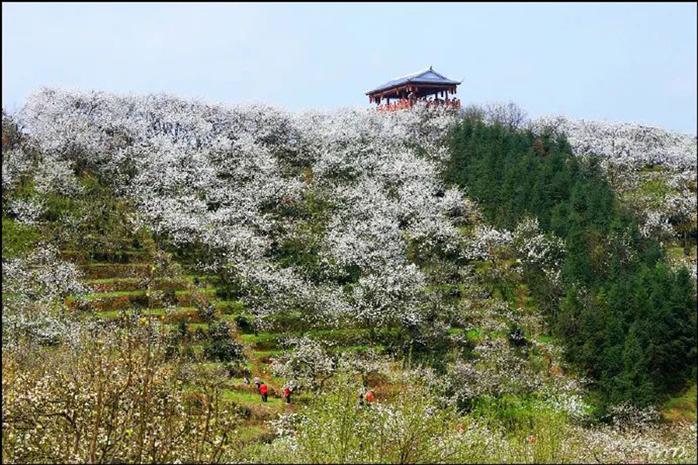 【春天，广西桂林灌阳县向您发出邀请！】我们在灌阳看梨花 - 游山玩水 - 泰州生活社区 - 泰州28生活网 taizhou.28life.net