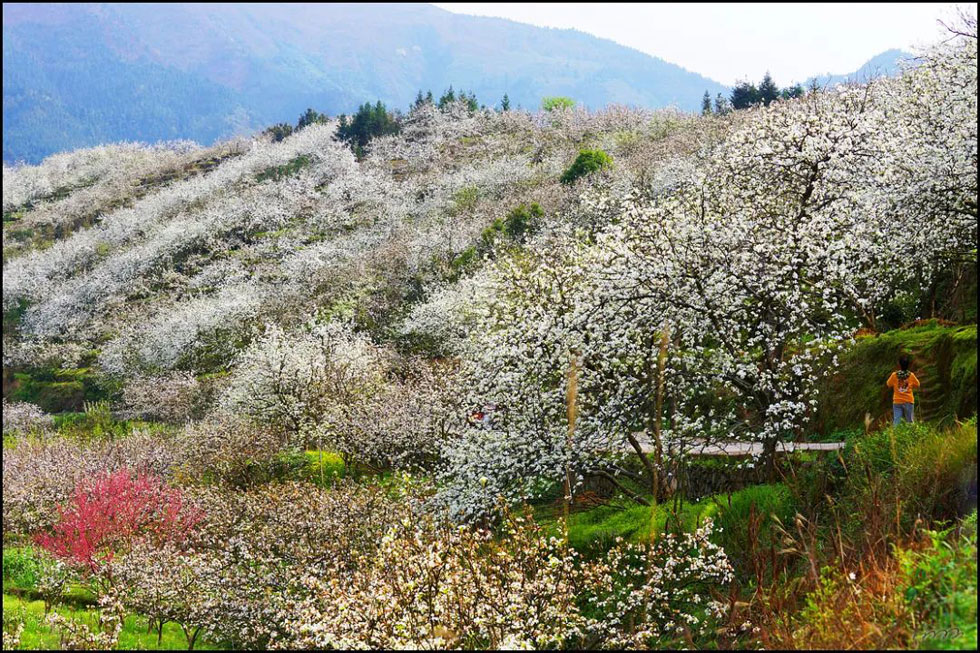 【春天，广西桂林灌阳县向您发出邀请！】我们在灌阳看梨花 - 游山玩水 - 泰州生活社区 - 泰州28生活网 taizhou.28life.net