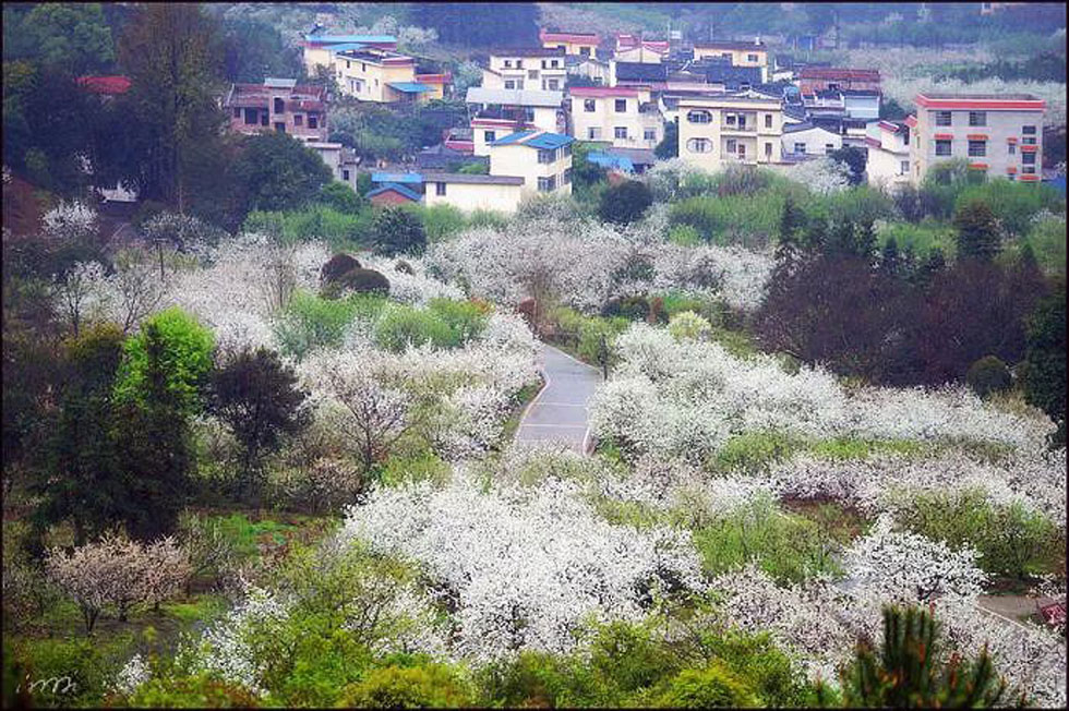 【春天，广西桂林灌阳县向您发出邀请！】我们在灌阳看梨花 - 游山玩水 - 泰州生活社区 - 泰州28生活网 taizhou.28life.net