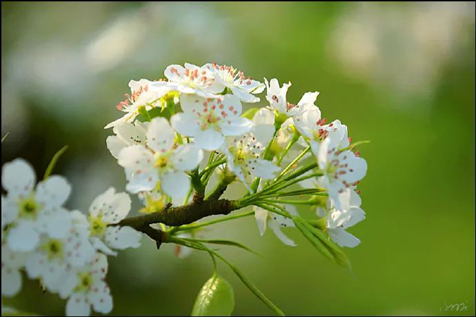 【春天，广西桂林灌阳县向您发出邀请！】我们在灌阳看梨花 - 游山玩水 - 泰州生活社区 - 泰州28生活网 taizhou.28life.net
