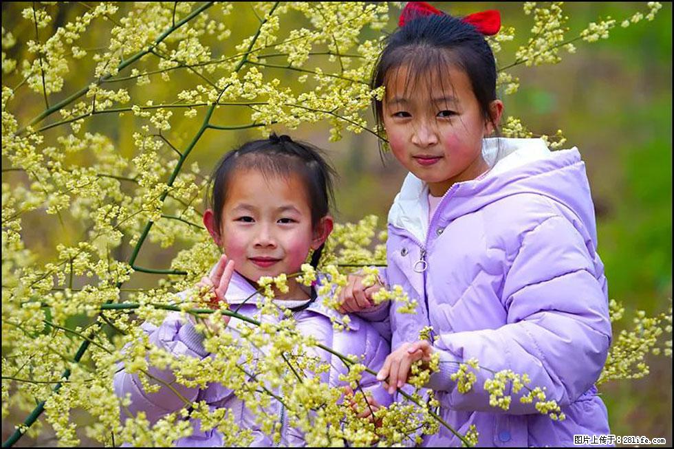 【春天，广西桂林灌阳县向您发出邀请！】米珠山前有片山苍子花在飘香 - 游山玩水 - 泰州生活社区 - 泰州28生活网 taizhou.28life.net