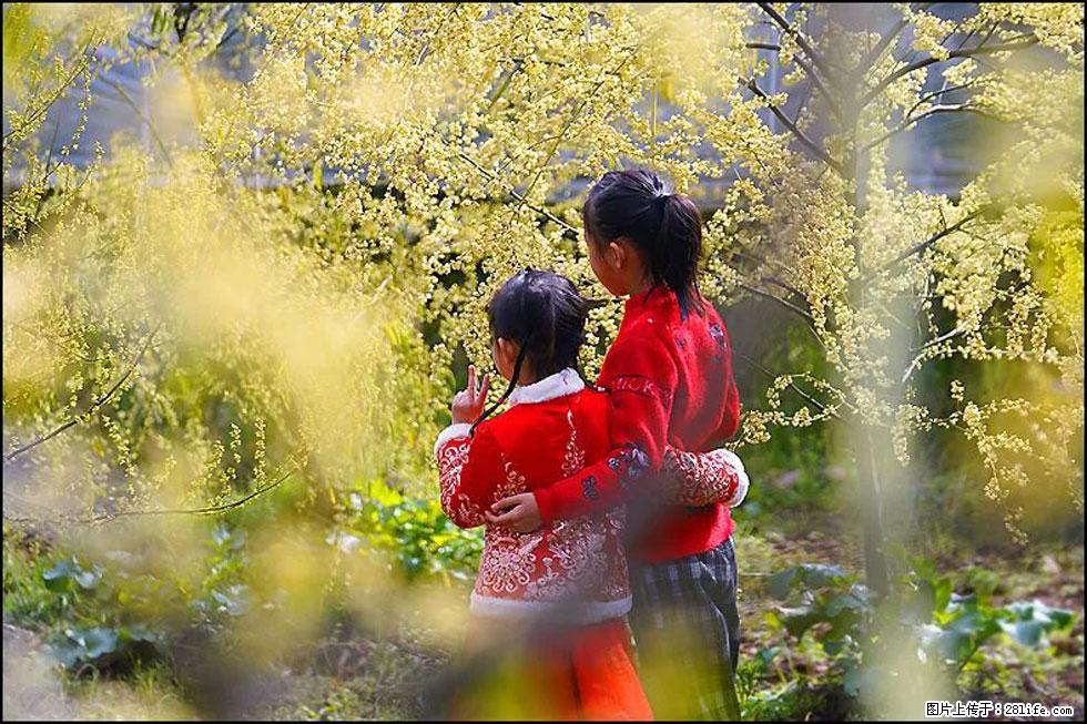 【春天，广西桂林灌阳县向您发出邀请！】米珠山前有片山苍子花在飘香 - 游山玩水 - 泰州生活社区 - 泰州28生活网 taizhou.28life.net