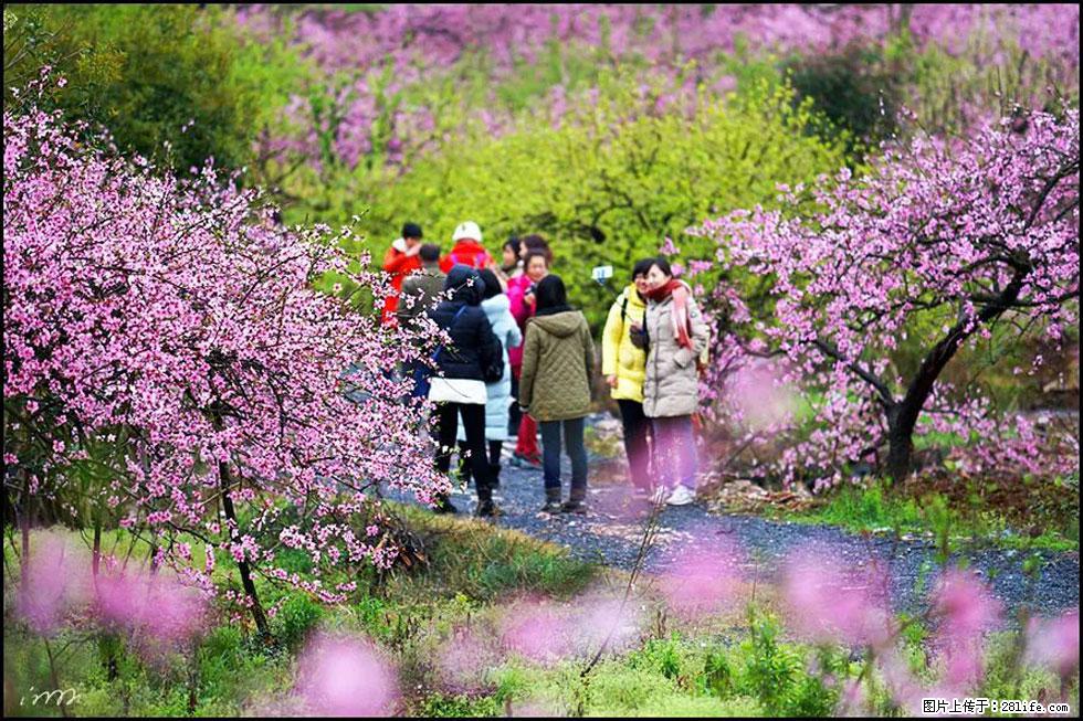 【春天，广西桂林灌阳县向您发出邀请！】官庄村有个醉美的桃花园 - 游山玩水 - 泰州生活社区 - 泰州28生活网 taizhou.28life.net
