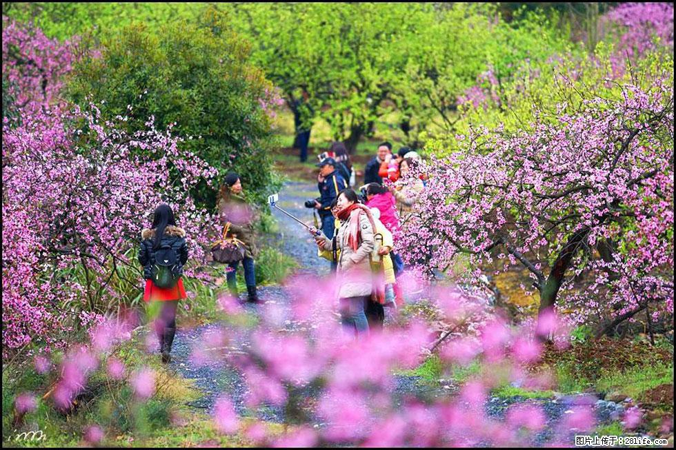 【春天，广西桂林灌阳县向您发出邀请！】官庄村有个醉美的桃花园 - 游山玩水 - 泰州生活社区 - 泰州28生活网 taizhou.28life.net
