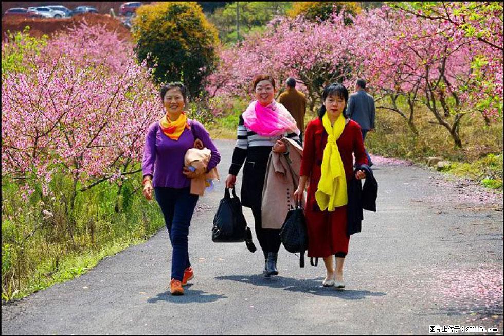 【春天，广西桂林灌阳县向您发出邀请！】官庄村有个醉美的桃花园 - 游山玩水 - 泰州生活社区 - 泰州28生活网 taizhou.28life.net