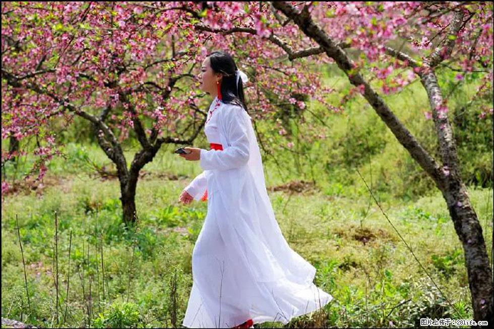【春天，广西桂林灌阳县向您发出邀请！】官庄村有个醉美的桃花园 - 游山玩水 - 泰州生活社区 - 泰州28生活网 taizhou.28life.net