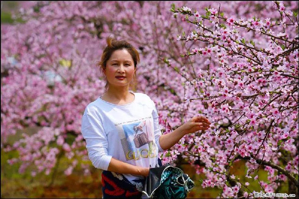 【春天，广西桂林灌阳县向您发出邀请！】官庄村有个醉美的桃花园 - 游山玩水 - 泰州生活社区 - 泰州28生活网 taizhou.28life.net