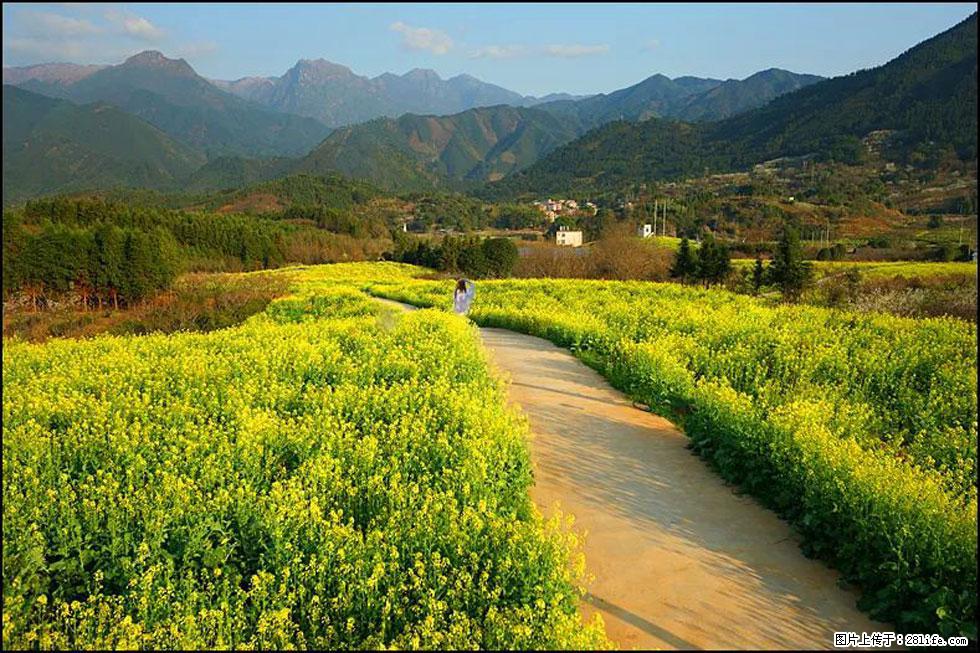 【春天，广西桂林灌阳县向您发出邀请！】长坪村油菜盛情花开 - 游山玩水 - 泰州生活社区 - 泰州28生活网 taizhou.28life.net