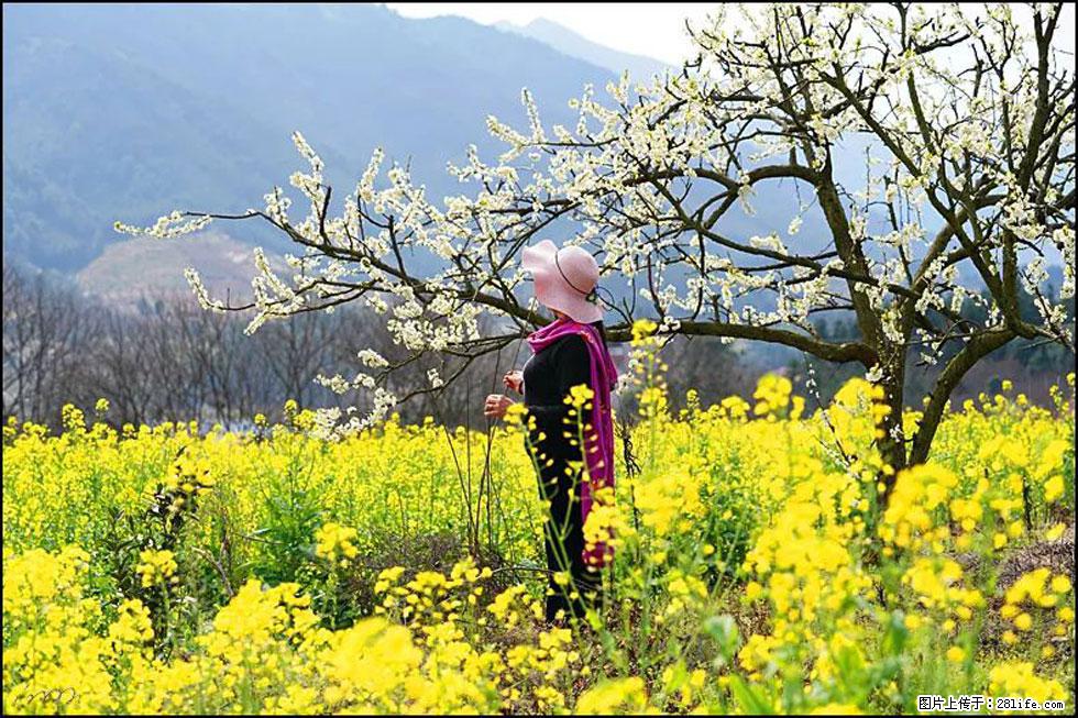 【春天，广西桂林灌阳县向您发出邀请！】长坪村油菜盛情花开 - 游山玩水 - 泰州生活社区 - 泰州28生活网 taizhou.28life.net
