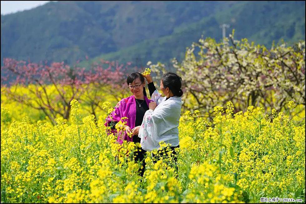 【春天，广西桂林灌阳县向您发出邀请！】长坪村油菜盛情花开 - 游山玩水 - 泰州生活社区 - 泰州28生活网 taizhou.28life.net