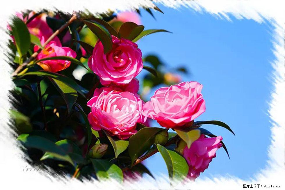 【春天，广西桂林灌阳县向您发出邀请！】杨柳井茶花惹人爱 - 游山玩水 - 泰州生活社区 - 泰州28生活网 taizhou.28life.net