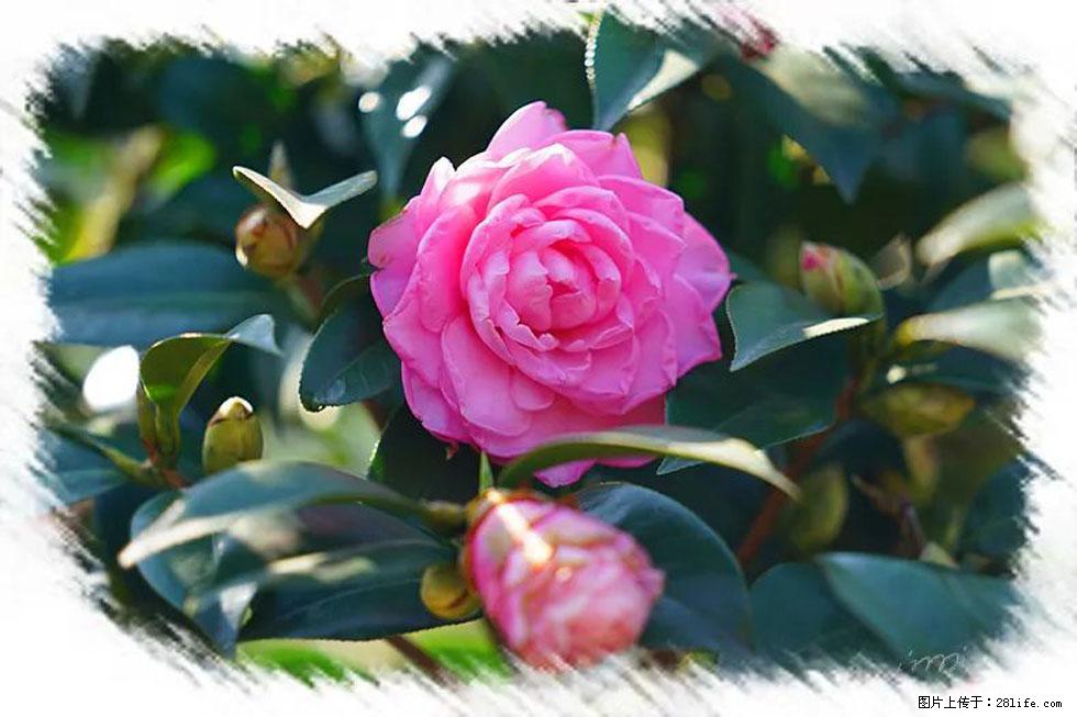 【春天，广西桂林灌阳县向您发出邀请！】杨柳井茶花惹人爱 - 游山玩水 - 泰州生活社区 - 泰州28生活网 taizhou.28life.net