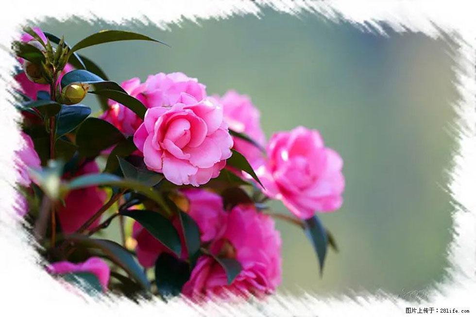 【春天，广西桂林灌阳县向您发出邀请！】杨柳井茶花惹人爱 - 游山玩水 - 泰州生活社区 - 泰州28生活网 taizhou.28life.net