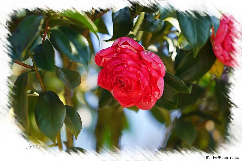 【春天，广西桂林灌阳县向您发出邀请！】杨柳井茶花惹人爱 - 游山玩水 - 泰州生活社区 - 泰州28生活网 taizhou.28life.net