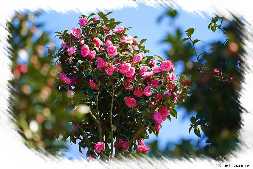 【春天，广西桂林灌阳县向您发出邀请！】杨柳井茶花惹人爱 - 游山玩水 - 泰州生活社区 - 泰州28生活网 taizhou.28life.net