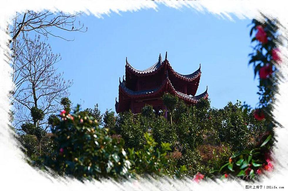 【春天，广西桂林灌阳县向您发出邀请！】杨柳井茶花惹人爱 - 游山玩水 - 泰州生活社区 - 泰州28生活网 taizhou.28life.net