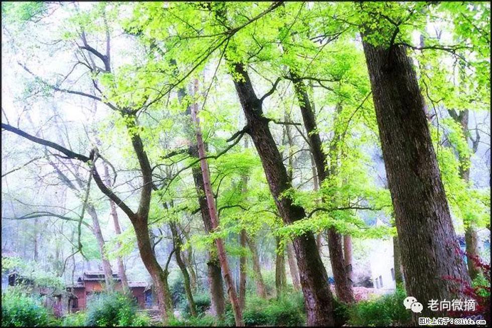 【春天，广西桂林灌阳县向您发出邀请！】在小龙村与春天约会 - 游山玩水 - 泰州生活社区 - 泰州28生活网 taizhou.28life.net