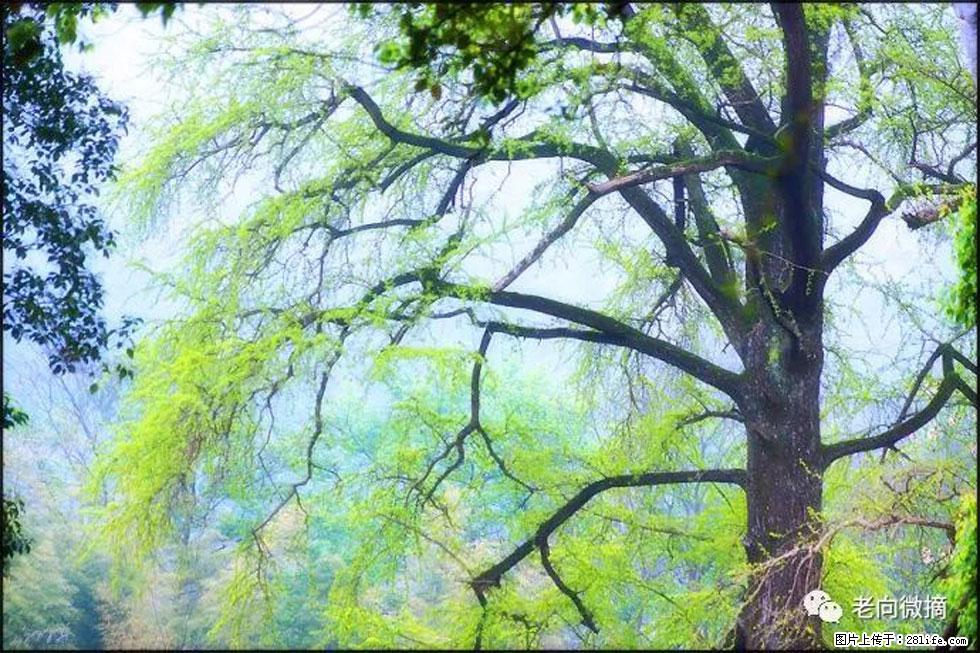 【春天，广西桂林灌阳县向您发出邀请！】在小龙村与春天约会 - 游山玩水 - 泰州生活社区 - 泰州28生活网 taizhou.28life.net
