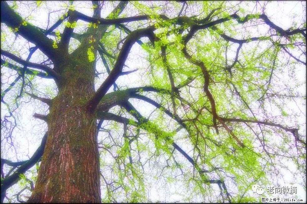 【春天，广西桂林灌阳县向您发出邀请！】在小龙村与春天约会 - 游山玩水 - 泰州生活社区 - 泰州28生活网 taizhou.28life.net