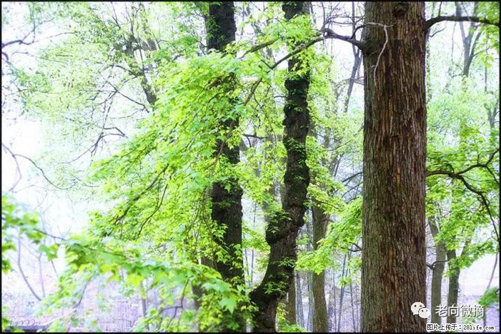 【春天，广西桂林灌阳县向您发出邀请！】在小龙村与春天约会 - 游山玩水 - 泰州生活社区 - 泰州28生活网 taizhou.28life.net