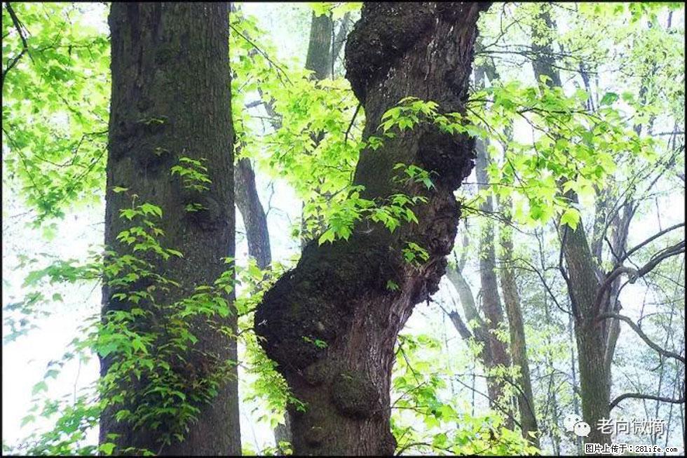 【春天，广西桂林灌阳县向您发出邀请！】在小龙村与春天约会 - 游山玩水 - 泰州生活社区 - 泰州28生活网 taizhou.28life.net