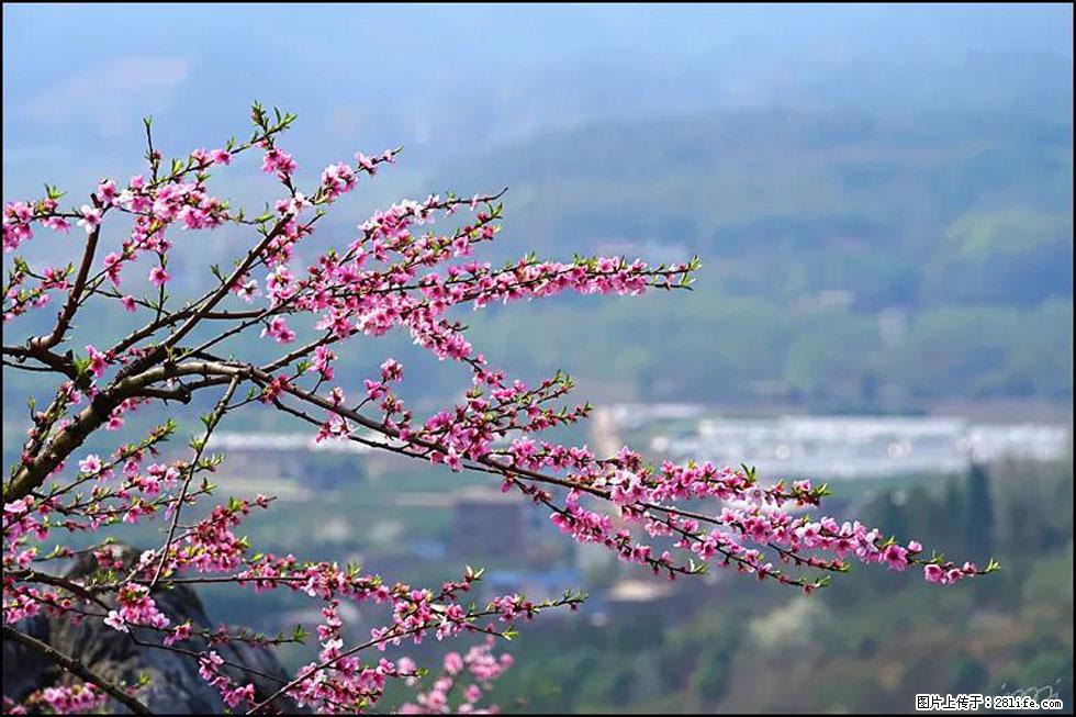 【春天，广西桂林灌阳县向您发出邀请！】望月岭上桃花开 - 游山玩水 - 泰州生活社区 - 泰州28生活网 taizhou.28life.net