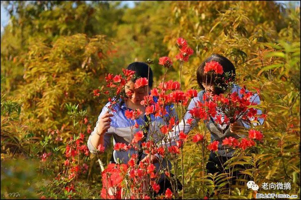 【春天，广西桂林灌阳县向您发出邀请！】登麒麟山，相约映山红 - 游山玩水 - 泰州生活社区 - 泰州28生活网 taizhou.28life.net