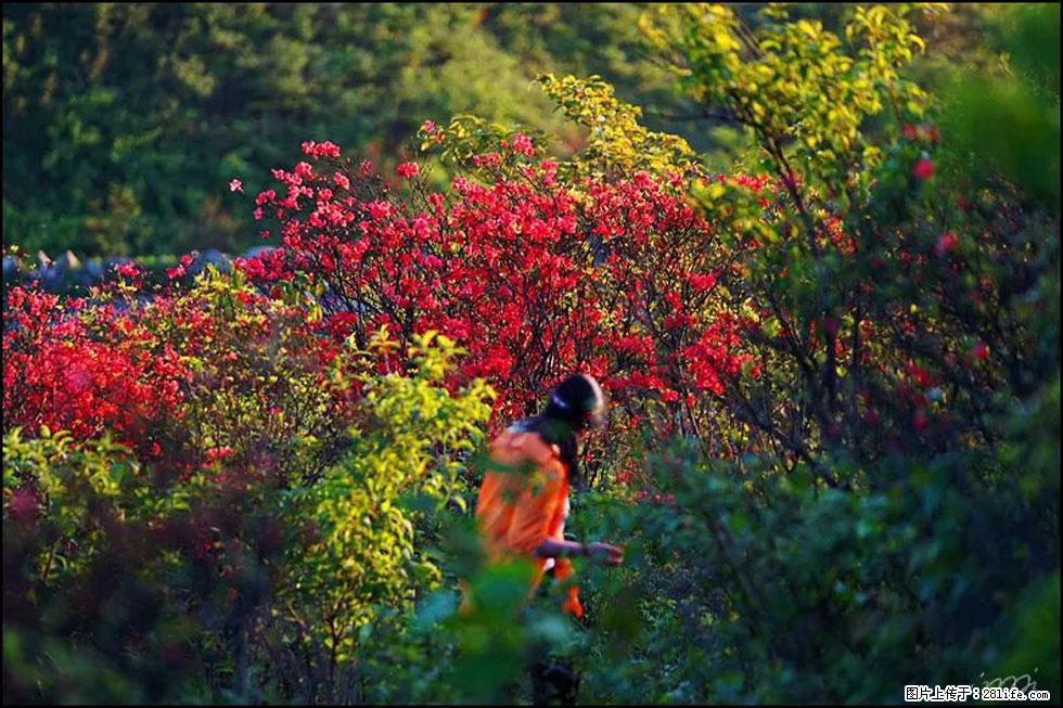 【春天，广西桂林灌阳县向您发出邀请！】春木界上映山红 - 游山玩水 - 泰州生活社区 - 泰州28生活网 taizhou.28life.net