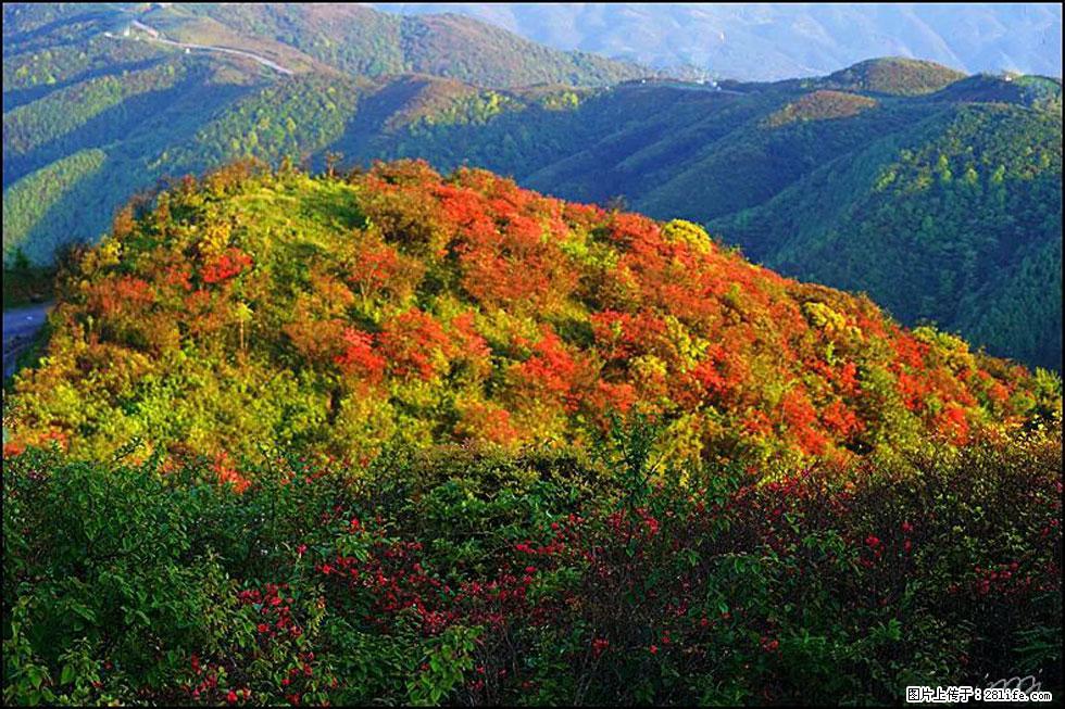 【春天，广西桂林灌阳县向您发出邀请！】春木界上映山红 - 游山玩水 - 泰州生活社区 - 泰州28生活网 taizhou.28life.net