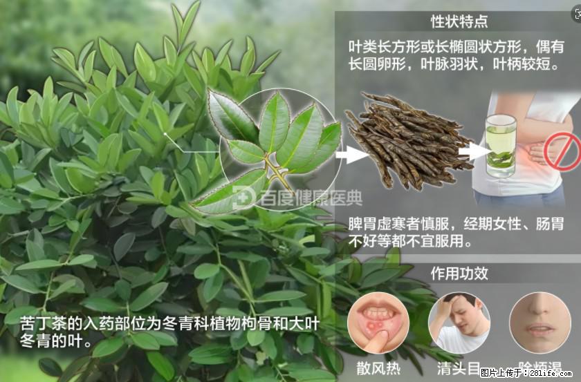 苦丁茶有哪些功效和作用 - 生活百科 - 泰州生活社区 - 泰州28生活网 taizhou.28life.net