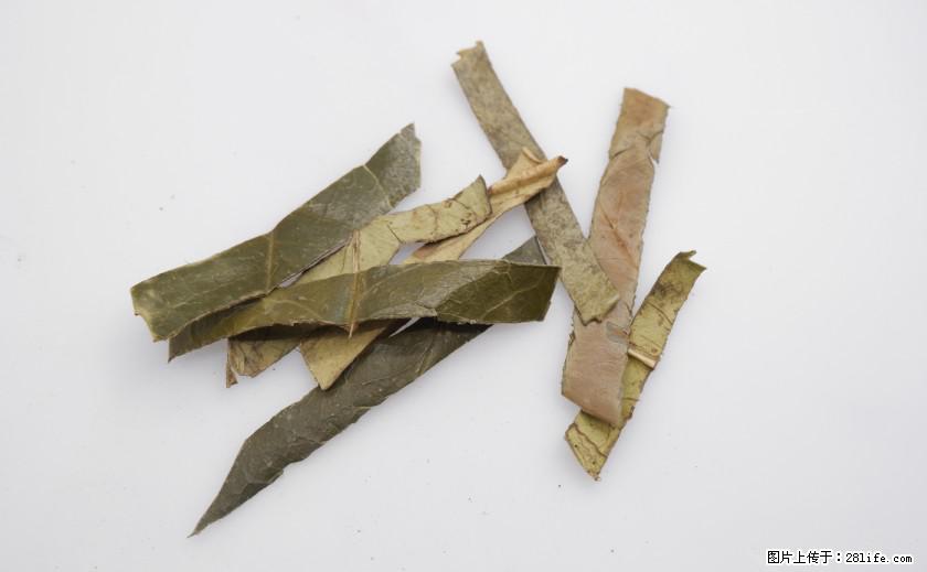 苦丁茶有哪些功效和作用 - 生活百科 - 泰州生活社区 - 泰州28生活网 taizhou.28life.net