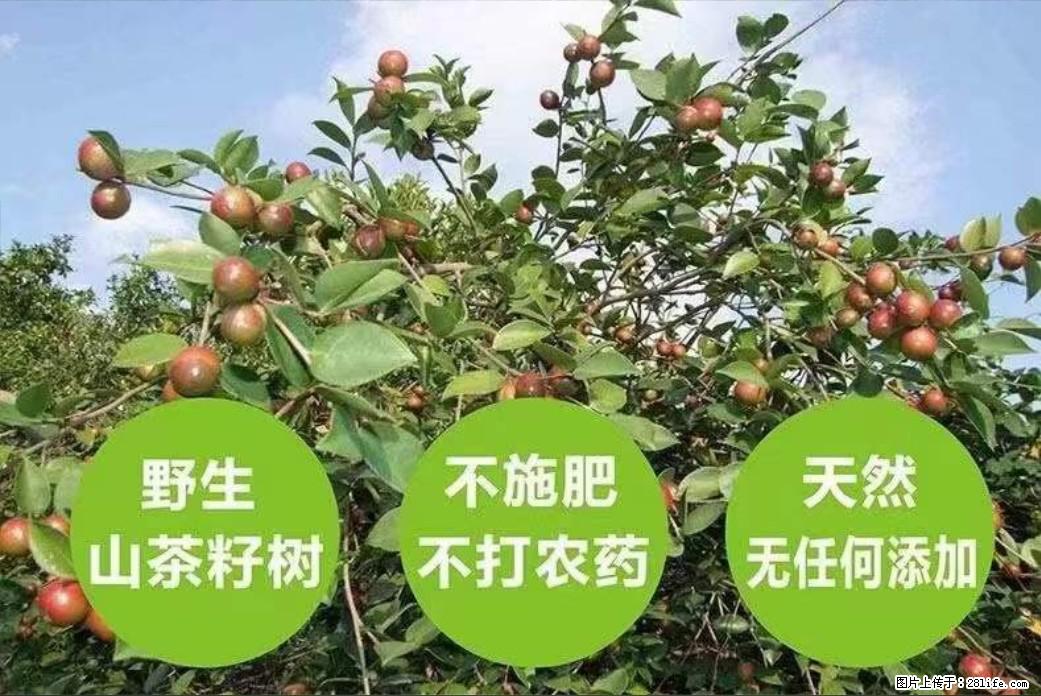 【灌阳县油茶产业示范区】一个有着充实的精神生活的人，对待身外之物自会有一种淡泊的态度 - 土特产 - 饮食特产 - 泰州分类信息 - 泰州28生活网 taizhou.28life.net
