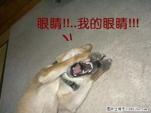 笑癫了！一女的怀孕三年未生，他终于忍不住了... - 娱乐八卦 - 泰州生活社区 - 泰州28生活网 taizhou.28life.net
