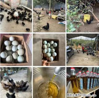 油茶园从小鸡仔开始养起的纯土鸡、土鸡蛋可以预定啦！还有前几天刚榨的纯山茶油哦 - 泰州28生活网 taizhou.28life.net