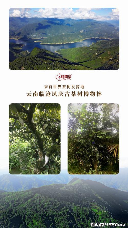 时间果百年古树2025年春红茶 - 购物交流 - 泰州生活社区 - 泰州28生活网 taizhou.28life.net