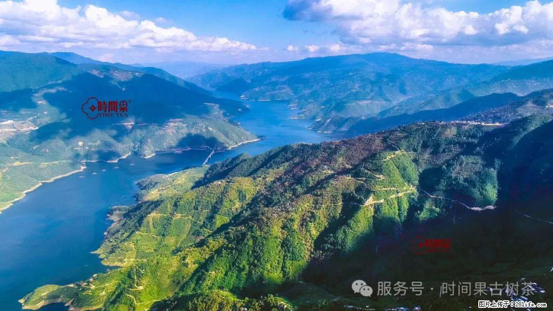 时间果百年古树龙珠普洱生茶 - 购物交流 - 泰州生活社区 - 泰州28生活网 taizhou.28life.net