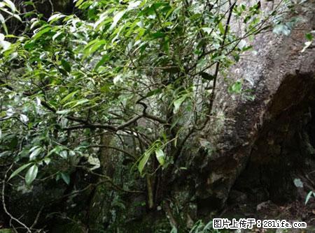 平乐石崖茶，珍贵仅次于金花茶 - 泰州生活资讯 - 泰州28生活网 taizhou.28life.net