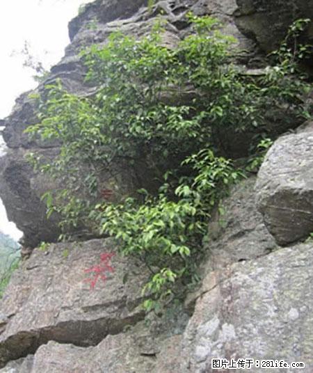平乐石崖茶，珍贵仅次于金花茶 - 泰州生活资讯 - 泰州28生活网 taizhou.28life.net