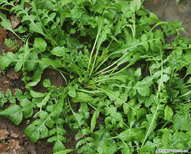 这些蔬菜是“天然钙片”，这6种被医生重点推荐 - 泰州生活资讯 - 泰州28生活网 taizhou.28life.net