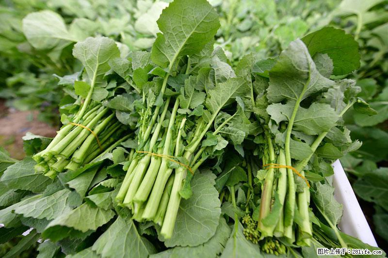 这些蔬菜是“天然钙片”，这6种被医生重点推荐 - 泰州生活资讯 - 泰州28生活网 taizhou.28life.net